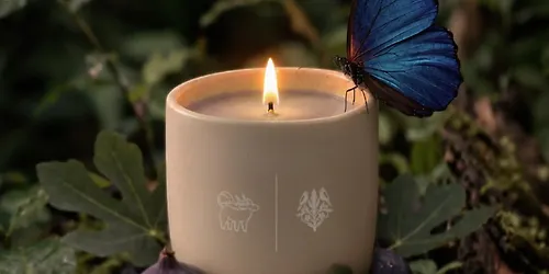 Studio Qiling x Scent Journer - A Day in Fig & Forest