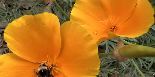 Introduction to San Francisco Native Plants