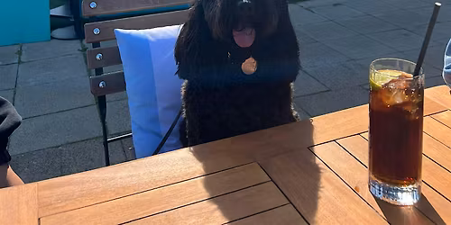 Barks and Brews - Afternoon Tea