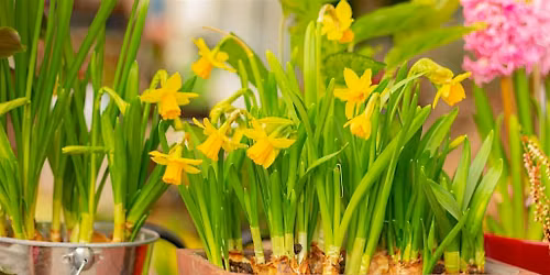 Bulb Planting Workshop FREE In-person
