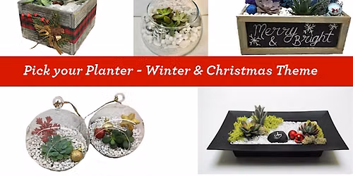 Relax Before the Holidays: Build Your Own Succulent Terrarium