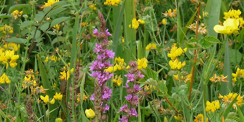 Summer Wildflower Walk