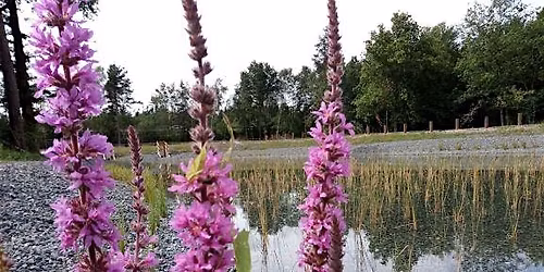 Reedbed Systems Tour
