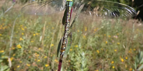 Stover Wildlife Walk