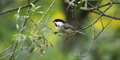 Spring Bird Walk- Saturday, May 9