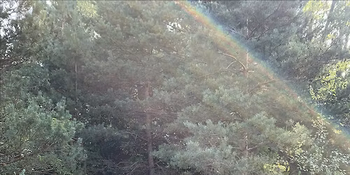 Make a Difference Week - Invasive Species Removal