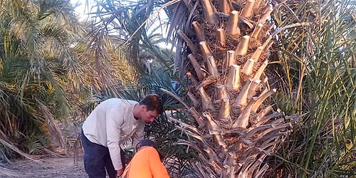 Cut Your Own Date Palm Offshoot Seminar