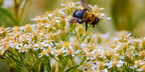PollinaTours of Green-Wood