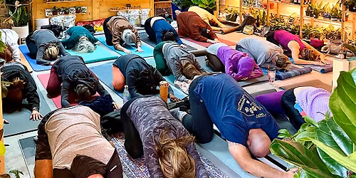 Dachshund Yoga