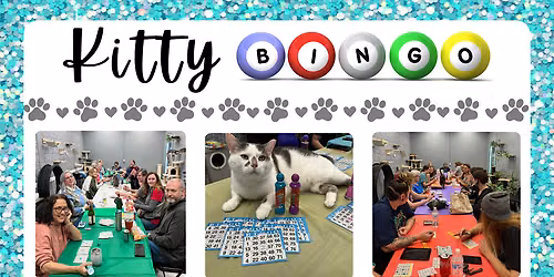 Kitty Bingo