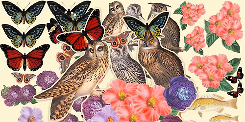 Wild Collage: Birds, Nature, Pattern & Texture with Anna Bean