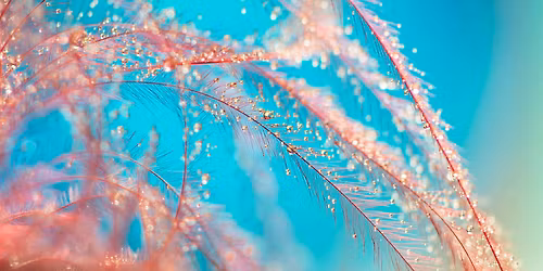 Berkeley Rose Fundraiser - Spring Speakeasy