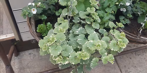 Hanging Basket Workshop With Freddie\u2019s Fowlers Tapas