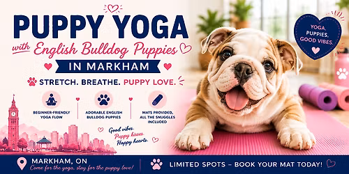 Puppy Yoga with English Bulldogs in Toronto