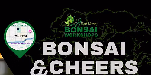 Bonsai & Cheers -Forward\/Slash - L&J Nursery - Bougainvillea Bonsai