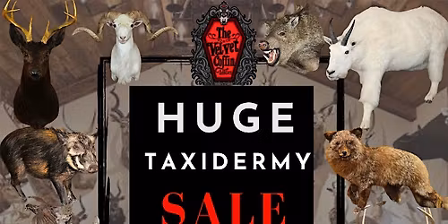 Huge Taxidermy Sale!  Up to 50% off