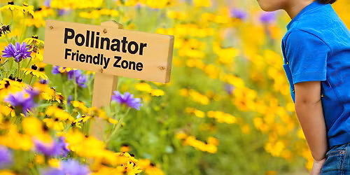 Bumblebee Watch: FREE Citizen Science Opportunity (All Ages)