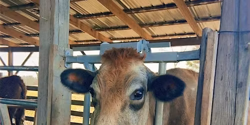 Welcome Summer to the Farm