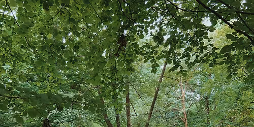28 Jun | Walk & Talk, Tiergarten