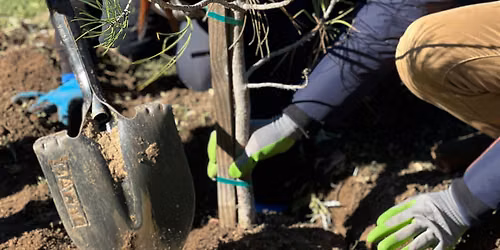Native Planting with Arroyo High and Breathe So Cal