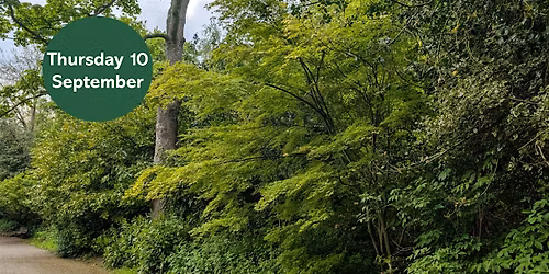 Gosforth's Wild Web: City Tree Trail