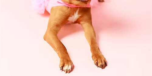 Lana\u2019s 10th Birthday Fundraiser for Service Dogs!