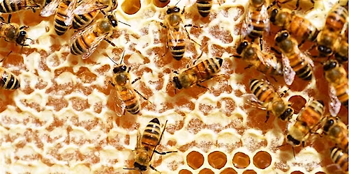 Sweet Rewards: How Honey is Extracted