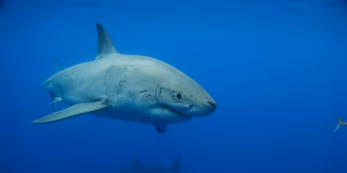 Sharks, Science and Survival
