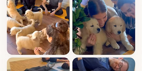 Puppy Yoga Pop-Up \u2022 Sat, June 13 \u2022 9:00 AM