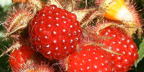 Wineberry Picking