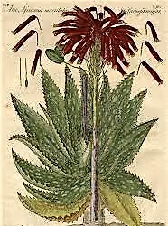 Knowing Plants