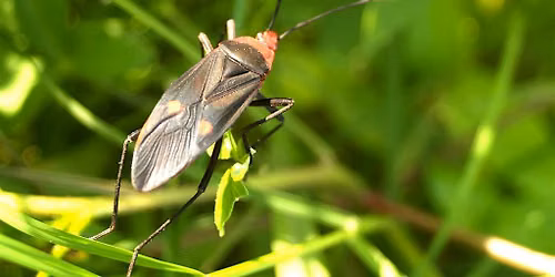 What's Bugging You?