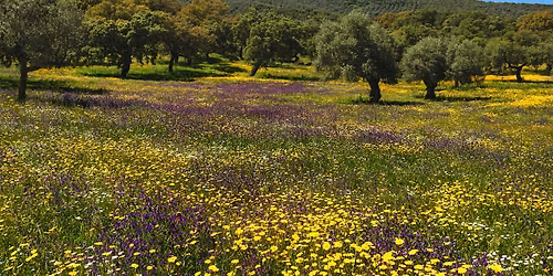 Meadow Exploration: Butterflies and Birds