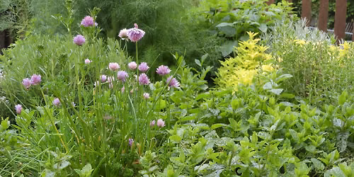 Edible Plant Walk