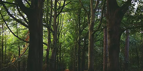 Tree Id Walk