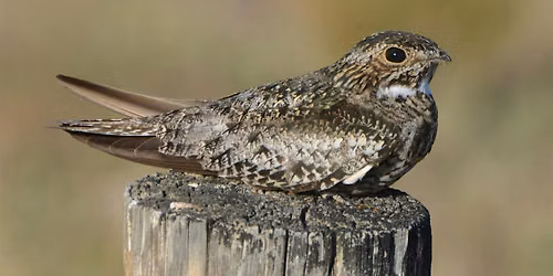 Nighthawks at Houston Meadow