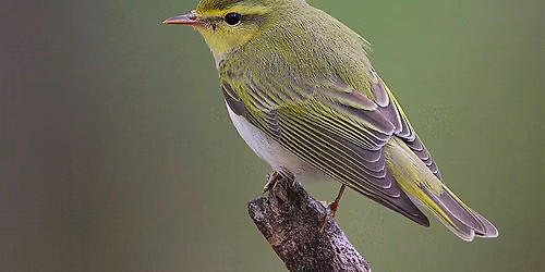 Warblers Migrate Home!