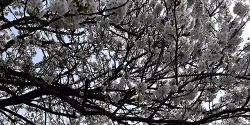 Community Mindful Walk in Hove Park, Brighton