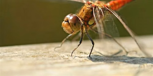 An Introduction to Dragonfly ID and Surveying