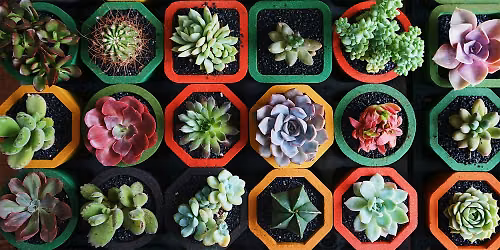 Botanica: "Piante succulente" presenta Tiziano Codiferro