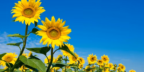 Sunflower Essence Class