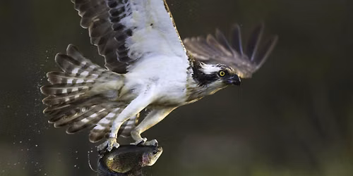 Members-only event: Osprey evening and gentle walk