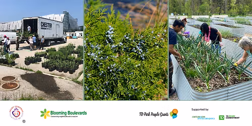 Pollinating Cooksville: Installing Pollinator Gardens at 67 Hillcrest Ave
