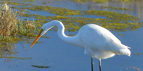 Family Bird Walk