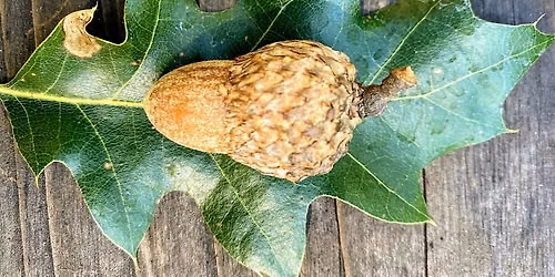 Making Tasty Treats with Acorns & Bay Nuts (Berkeley & Sebastopol)