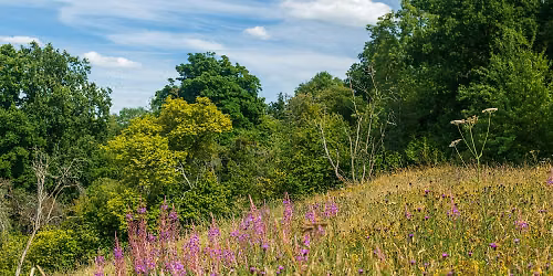 Nature Reserve Work Party - Common Hill