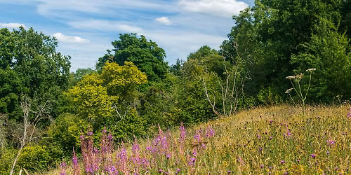 Nature Reserve Work Party- Common Hill