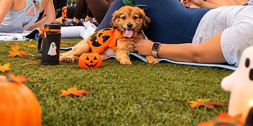 JETSET PILATES WEST BOCA: PUPPIES & PILATES SPOOKY EDITION