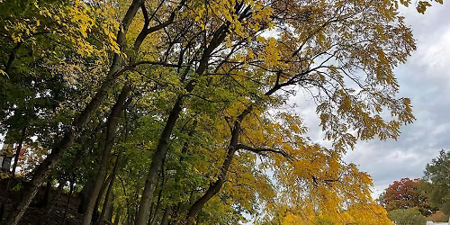 Fall Tree Walk at Elmwood Cemetery