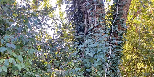 Bicyclists Against Invasive Vines